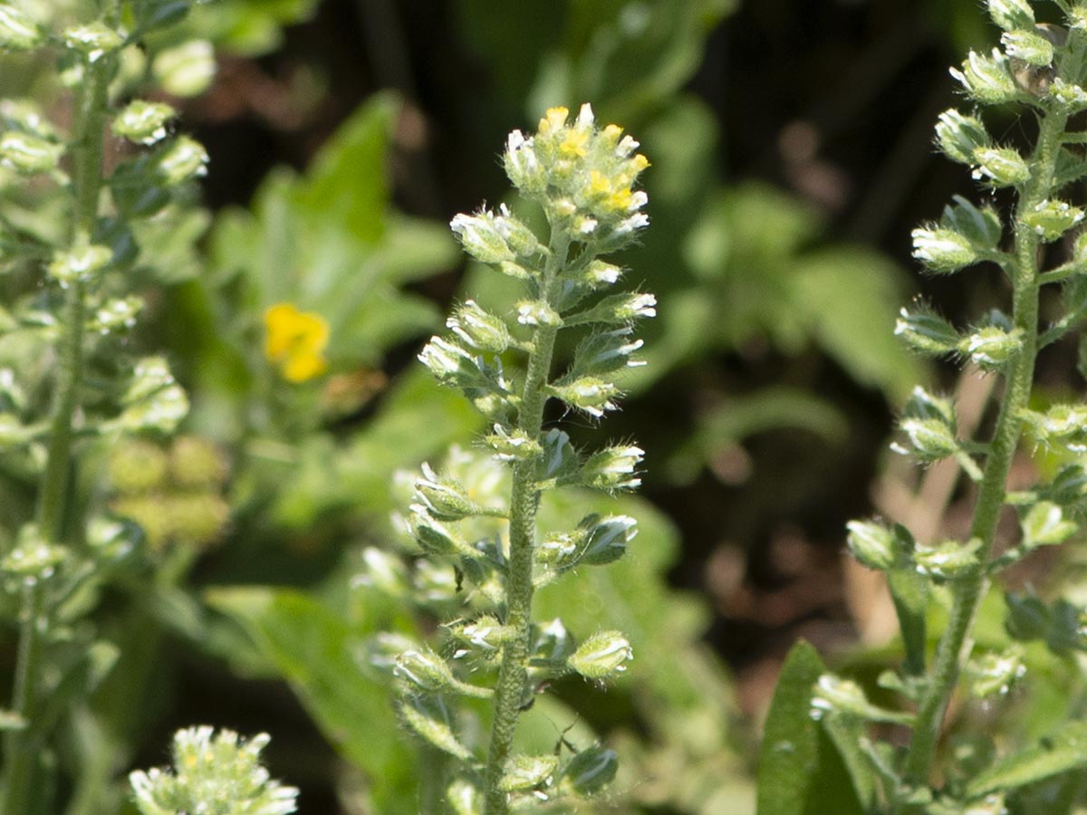 Habitus